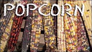 What Is Popcorn  How to Make Kettle Corn on the Stove Recipe [upl. by Essinger]