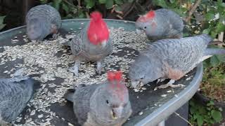 Ganggang update 3 August 2024 14 Ganggangs this morning 10 in video [upl. by Oettam]