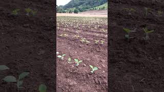 Embrapa BRS 1056 Germinação foi boa 🌱💪🏻 agro embrapa agricultura [upl. by Niwrehs]