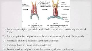 Embriología del Corazón [upl. by Nosahc]