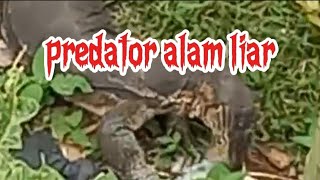 hewan purba komodoBiawak liar [upl. by Anayek]