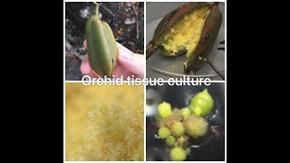 Plant Tissue Culture  Orchid seed pods Cymbidium [upl. by Morehouse]