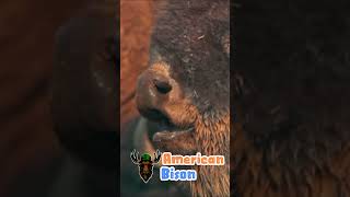 The American Bison wildoutdoors bison nature wildlife [upl. by Noslen808]