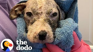 Puppy Who Was Found In Trash Learns To Walk  The Dodo [upl. by Barnabe17]