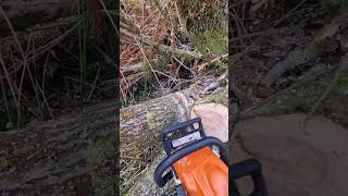 Clearing windthrown alder stihl chainsaw forrest firewood nature ms180 stihlchainsaw [upl. by Mohl]