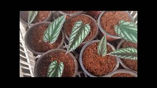 How to Propagate Cissus Discolor [upl. by Alexia]