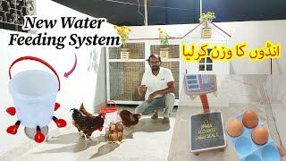 Eggs Weight Done New Water Feeder For Chickens Cage Cleaning [upl. by Colis]