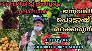 റമ്പൂട്ടാൻപുലാസാൻലോങ്ങൻനന്നായി പൂക്കുവാനുംകൊഴിച്ചിൽ കുറയ്ക്കുവാനും തയ്യാറെടുപ്പ് തുടങ്ങാംbloom [upl. by Efinnej]