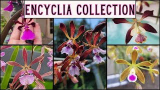 What’s In Bloom—Our Encyclia Orchid Collection 🌸 [upl. by Helas138]