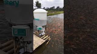 eFishery feeder mesin otomatis pemberi pakan ikan [upl. by Tristis]