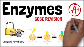 ENZYMES  Biology GCSE and iGCSE Exam Revision [upl. by Irahcaz92]