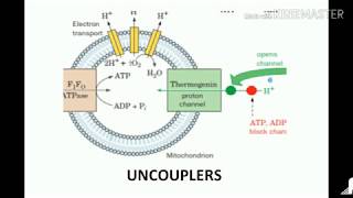 uncouplers of oxidative phosphorylation [upl. by Ellerol]