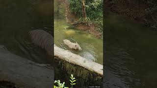 Tiger Drinking water 💦tigerswaternandankananzoologicalparknandakannadavlogsshortsfeed [upl. by Hadik]