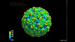 human rhinovirus C15 model  radial depth cue with Chimera no Audio [upl. by Ztirf]