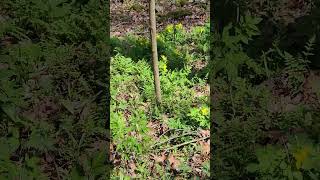 A good patch of Celandine poppy Stylophorum diphyllum Giant city state park [upl. by Yam]