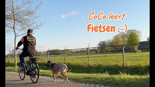 Hond fietsen aanleren  CoCo leert fietsen [upl. by Aerdnaxela637]