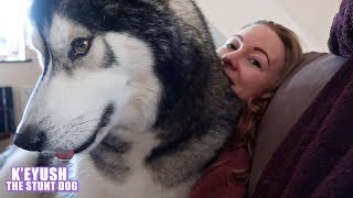 39kg 86lbs Husky Thinks Hes A Lapdog [upl. by Reppep932]