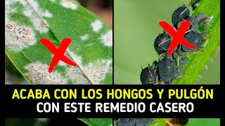 👌 ACABA CON LOS HONGOS Y LOS PULGONES 👉 REMEDIO CASERO 👈 Infusión de tanaceto [upl. by Edyaw]