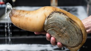 Facts The Pacific Geoduck [upl. by Eirallam]