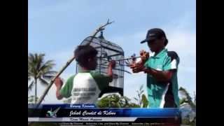 Jebak Cendet Di Kebun dengan lem pulut Bird Trap [upl. by Ocsirf865]