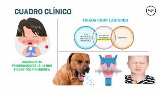 LARINGOTRAQUEITIS CRUP  EPIGLOTITIS ENARM PEDIATRIA [upl. by Nobel925]