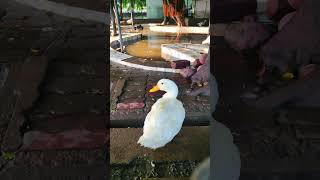 duck quacking duck ducksound quack 360 animals birds park pets zoo wildlife sounds [upl. by Isia741]