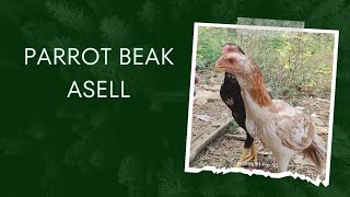 parrot beak Aseel murga frame west bengal salboni [upl. by Consalve]