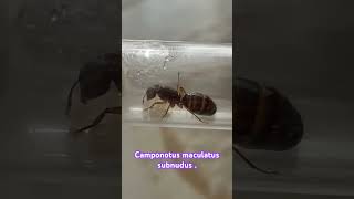 Camponotus Maculatus Subnudus 😍😍 [upl. by Froehlich312]