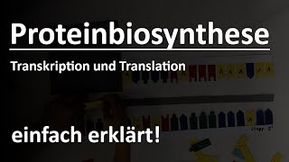 Proteinbiosynthese einfach erklärt [upl. by Ttelrats]