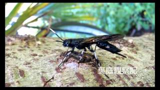 クロヒラアシキバチ  Tremex apicalis [upl. by Caldeira25]