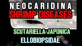 NEOCARIDINA SHRIMP DISEASES PARASITES  Scutariella Japonica amp Ellobiopsidae [upl. by Oicelem]