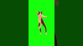 Gato Bailando  Pantalla Verde gato cat catmemes michis gatostiktok paratiFYP Viral Meme [upl. by Ojoj240]