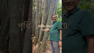 পৃথিবীর সবচেয়ে বড় ঘাস। [upl. by Aramoj]