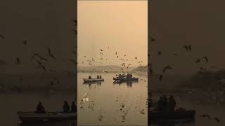 Birds flying in the sky shorttrending viral yt birdsnatureshort vidio [upl. by Duile]