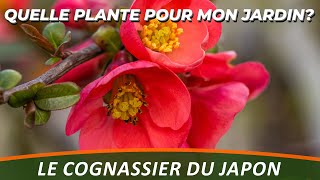 LE COGNASSIER DU JAPON ou CHAENOMELES JAPONICA  Quelle plante pour mon jardin [upl. by Jaynell]