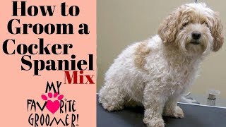 How to groom a cockapoo [upl. by Flodnar]