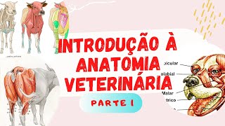 Introdução à Anatomia Veterinária part 1 [upl. by Teria]