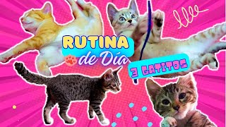 Un Dia con 3 Gatitos Cachorritos 😽😽😽 RUTINA de Día en el PASADO [upl. by Menell178]