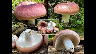 Pilzportrait  Speisetäubling Fleischroter Speisetäubling Fleischroter Täubling Russula vesca [upl. by Sancho]