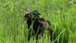 Funciones de la Producción de Pastos y Forrajes  TvAgro por Juan Gonzalo Angel [upl. by Faydra310]