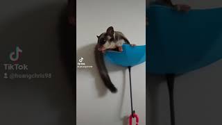 Kyubi the Sugar Glider cute pets pet [upl. by Nealah]