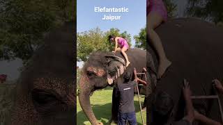 BATH WITH ELEPHANTS ELEFANTASTIC JAIPUR [upl. by Nalyk647]