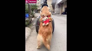 The golden retriever goes out with his owner carrying his puppy on his back😂 [upl. by Wendalyn450]