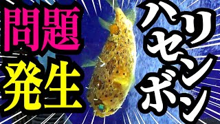 緊急事態発生！ハリセンボン水槽に問題が起きたので急いで対処する！【海水魚飼育】 [upl. by Nnylecoj855]