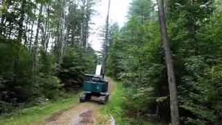 Feller Buncher Cutting large trees [upl. by Laurene839]