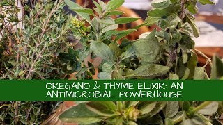 How to Make Oregano Thyme Elixir an Antimicrobial Powerhouse [upl. by Yeslah]