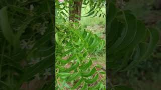 Azadirachta indica commonly known as neem is a tree in the Family  Meliaceae [upl. by Ko]