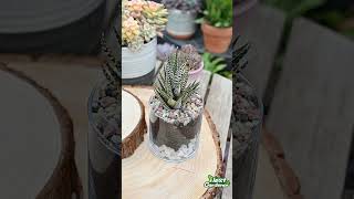 How to care for Succulent Terrarium [upl. by Devan]