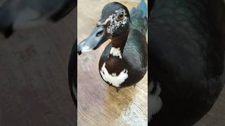 Mi nueva mascota es un pato 🦆 shorts patos mascotas pets animales duck pato animals funny [upl. by Eelessej]