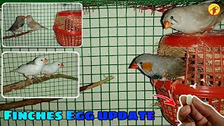 Finches egg update in Tamil Ben Birds World [upl. by Anwahs]